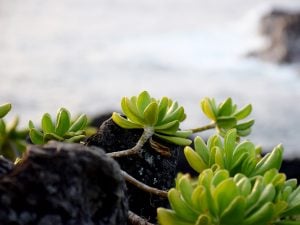 Succulents in Maui HI